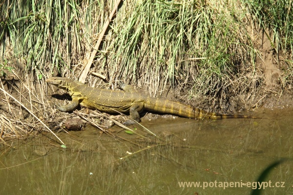 Luxor - Gazira, Varanus Niloticus