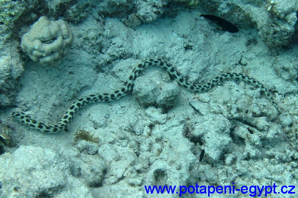 Hurghada - Hadovec/ Hurghada Snake eel