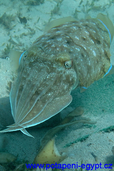 Hurghada, Gota Abu Ramada - Cejnovka / Emperor