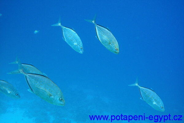 Shaab Marsa Alam - Jehlice na lovu / hunting Needlefish