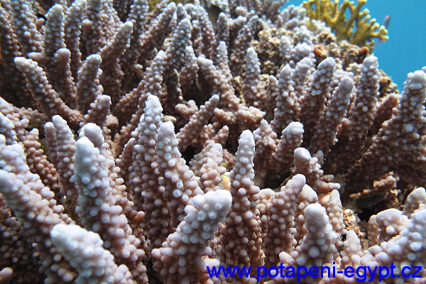 St Johns - Dangerous Reef - Chňapalové / Dory Snapper 