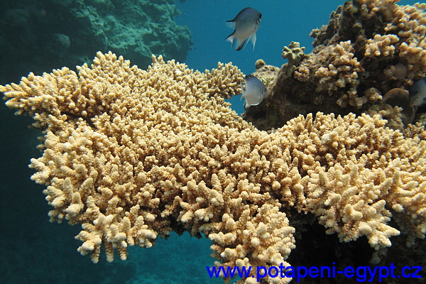 St Johns - Dangerous Reef - Klipky / Butterfly Fish