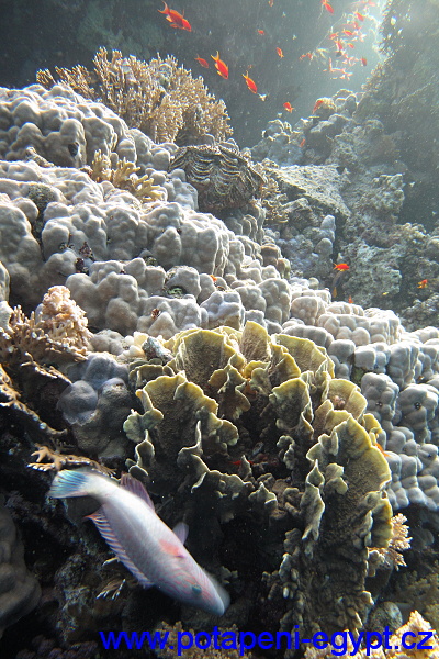 Hurghada, Ramoza hotel - Sépie / Hurghada - Cuttlefish