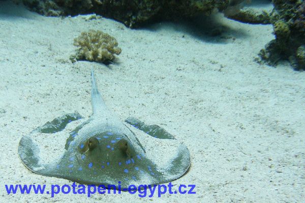 Potápění u Hurghady / Diving in Hurghada area