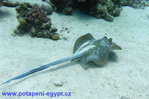 Potápění u Hurghady / Diving in Hurghada area