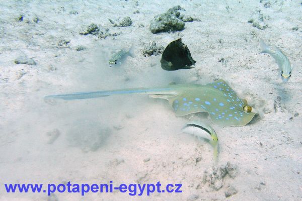 Potápění u Hurghady / Diving in Hurghada area