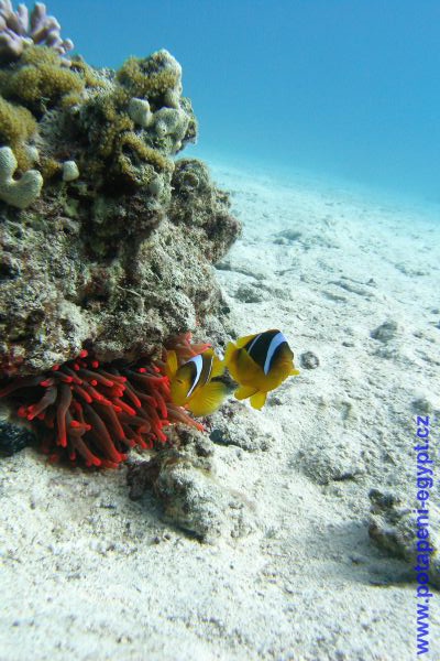 Potápění u Hurghady / Diving in Hurghada area