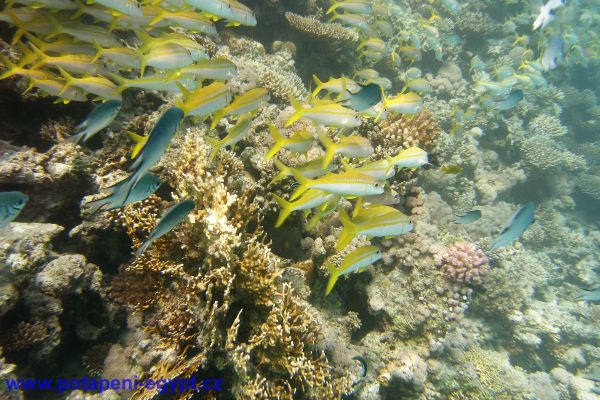 Potápění u Hurghady / Diving in Hurghada area