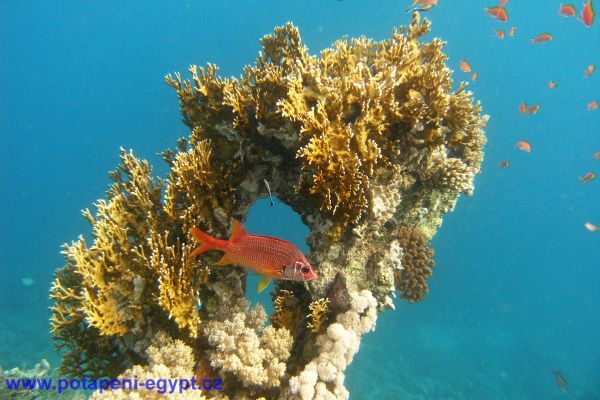 Potápění u Hurghady / Diving in Hurghada area