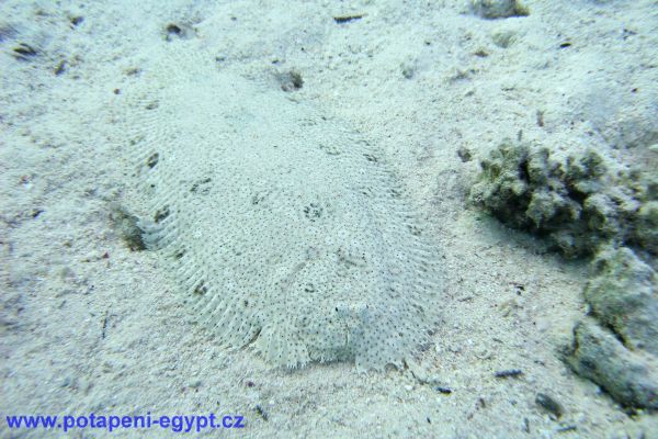 Potápění u Hurghady / Diving in Hurghada