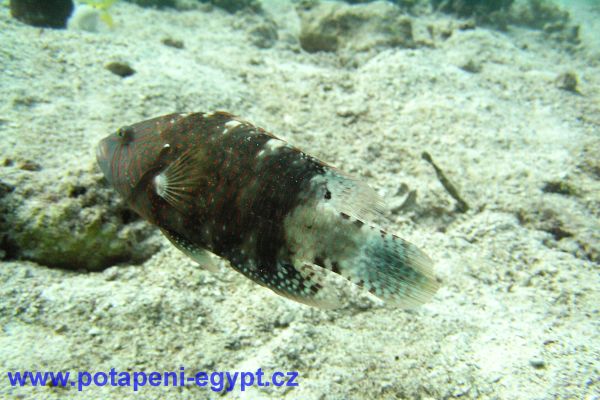 Potápění u Hurghady / Diving in Hurghada