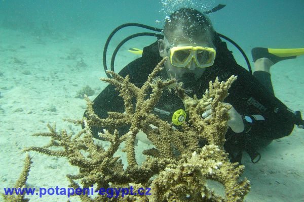 Potápění u Hurghady / Diving in Hurghada