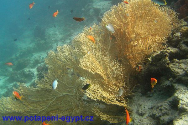 Potápění u Hurghady / Diving in Hurghada