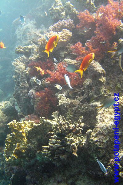 Potápění u Hurghady / Diving in Hurghada