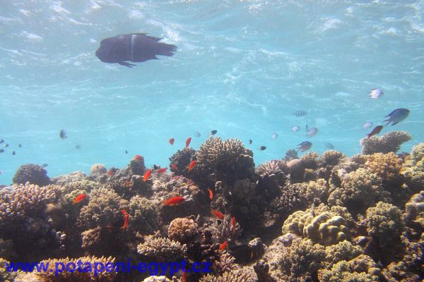 Potápění u Hurghady / Diving in Hurghada