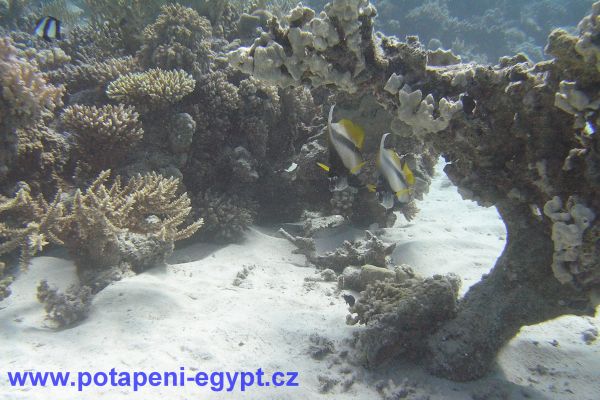 Potápění u Hurghady / Diving in Hurghada