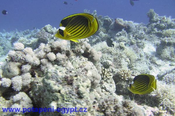 Potápění u Hurghady / Diving in Hurghada