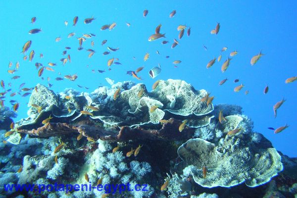 Potápění u Hurghady / Diving in Hurghada