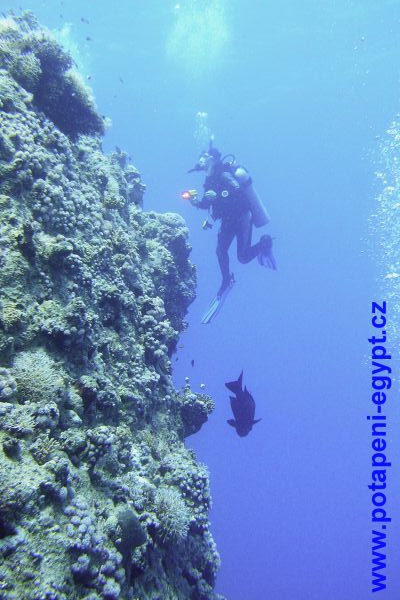 Potápění u Hurghady / Diving in Hurghada