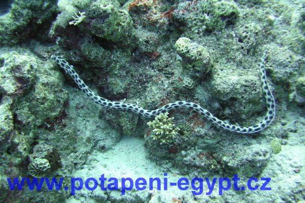 Potápění u Hurghady - hadovec / Diving in Hurghada - snake eal