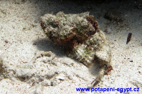 Hurghada, El Fanus - Stonefish/Ropušnice