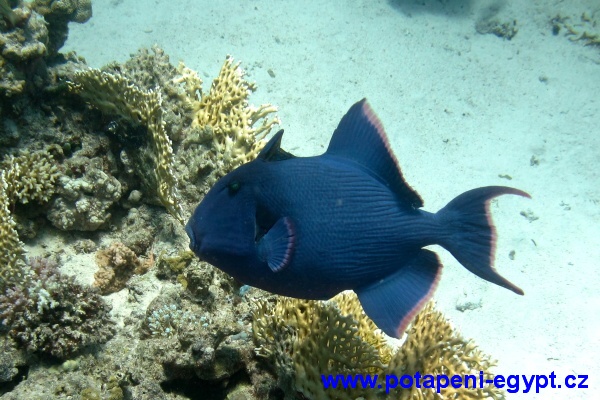 Hurghada, Gotta Abu Ramada - Trigger Fish