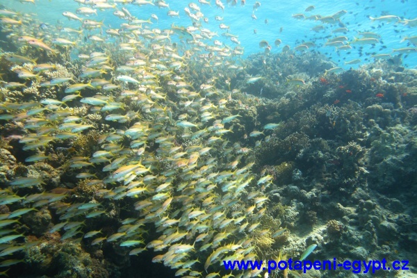 Hurghada, Gota Abu Ramada - Goat Fish / Parmice