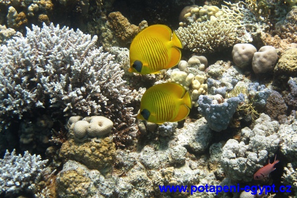 Hurghada, Gota Abu Ramada - Masked Buterfly Fish / Klipka