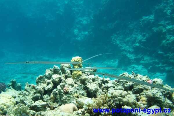 Hurghada, Abu Ramada - Cornet Fish / Lulanky