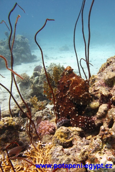 Hurghada, Abu Ramada - White Spotted Octopus / Chobotnice