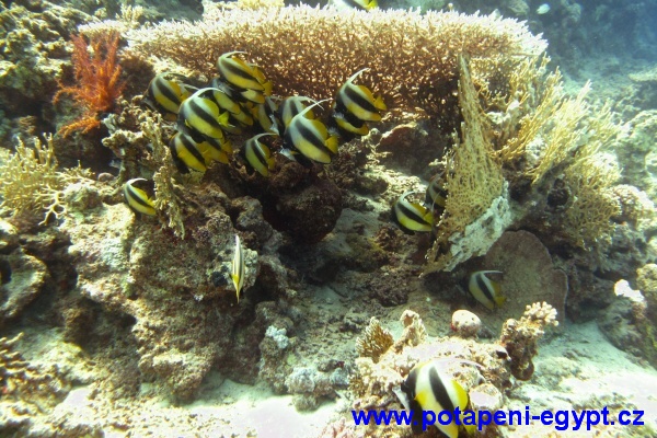 Hurghada, El Fanus drift - Red Sea Butterflyfish / Klipka