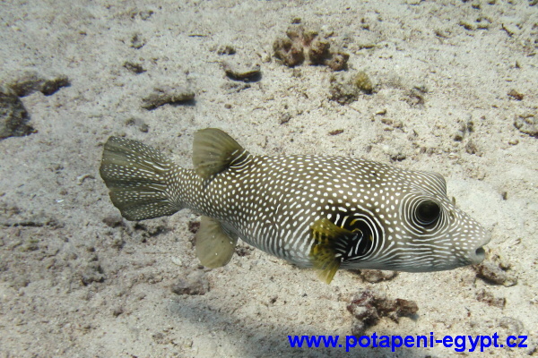 Hurghada, Um Gammar - Pufferfish / Čtverzubec