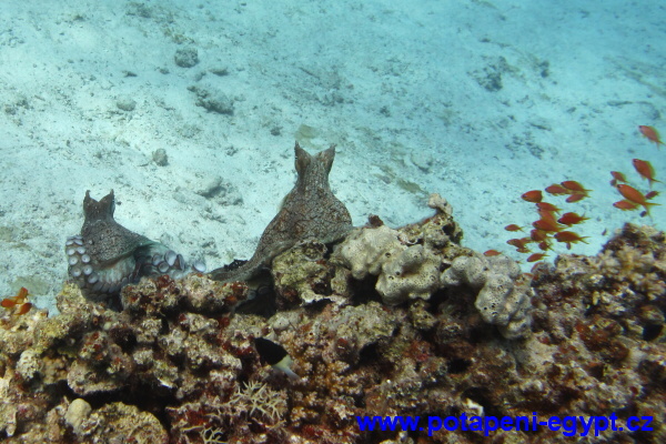 Hurghada, Fanadir North - Octopuses / Chobotnice