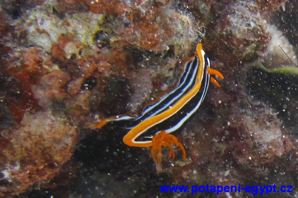 Hurghada, Fanadir North - Nudibranch / Nahožábrý plž