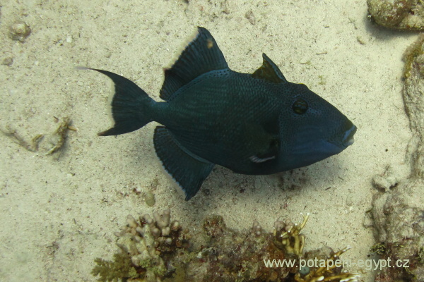 Hurghada, Small Giftun - Ostenec modr / Blue Triggerfish