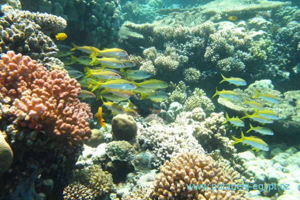 Hurghada, Small Giftun - tes / reef