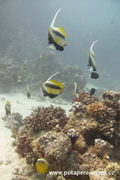 Hurghada, Small Giftun - nae lohehab / boat Shehab