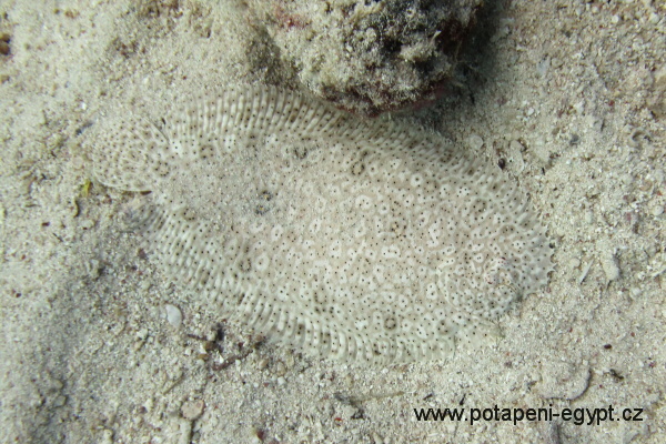 Hurghada, Hamda - Klipka prostedn/Red Sea Butterflyfish