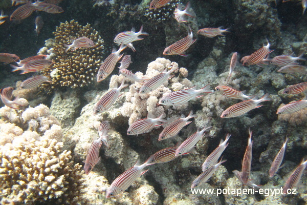 Hurghada, Hamda - Zplotlec dlouhohlav - Krokodl ryba/Carpet flathead - Crocofish