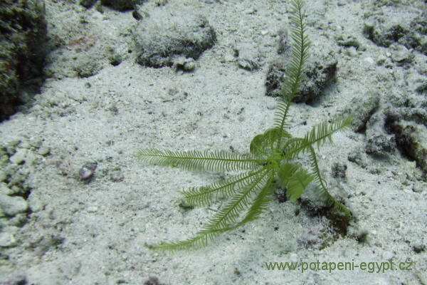 Hurghada, Hamda - Parmovec pruhovan / Tiger cardinalfish