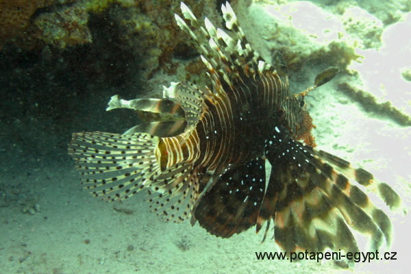 Hurghada, zanm ponor / The dive begins