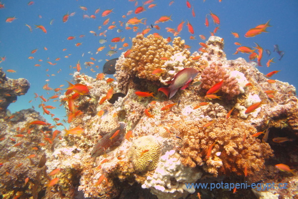 Hurghada, Fanadir North - Lilijice/Feather star