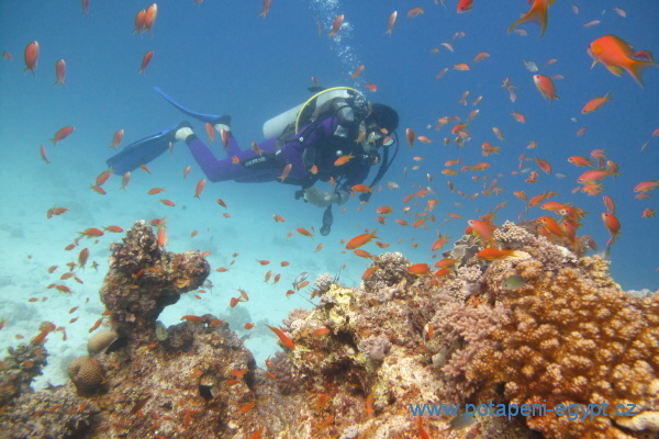 Hurghada, Fanadir South - Perutn ohniv/Common lionfish