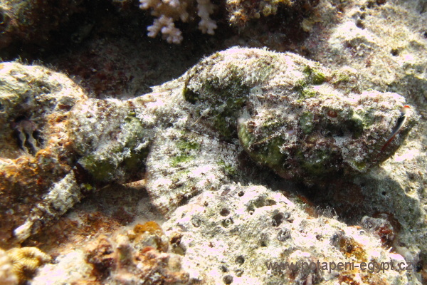 Hurghada, Fanadir South - Ropunice ?plochohlav/?Flathead scorpionfish