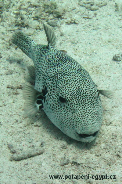 Hurghada, Fanadir South - korlov zahrdka/coral garden