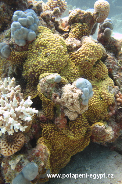 Hurghada, Fanadir South - Ropunice belsk/Devil scorpionfish