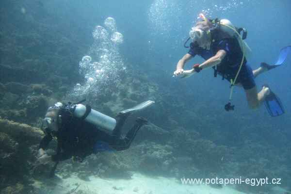 Hurghada, El Fanus North Drift - tverzubec hvzdnat / Giant puffer