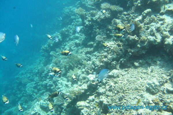 Hurghada, El Fanus North Drift - tes / reef