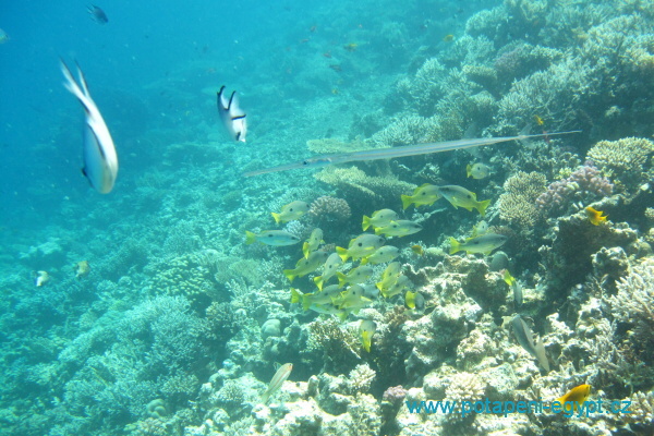 Hurghada, El Fanus North Drift - korlov zahrdka / coral garden