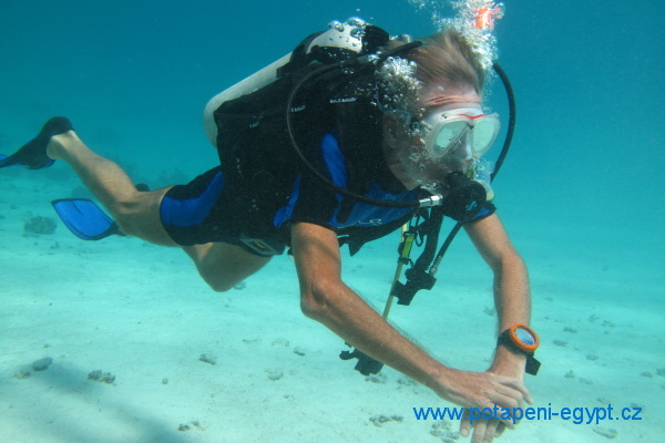 Hurghada, El Fanus North Drift - tverzubec maskovan / Masked puffer